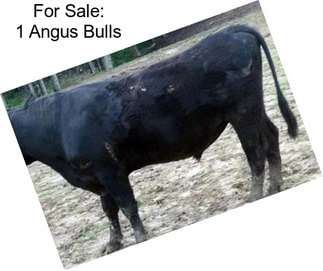 For Sale: 1 Angus Bulls