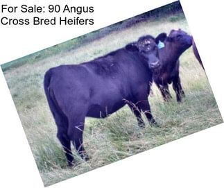 For Sale: 90 Angus Cross Bred Heifers