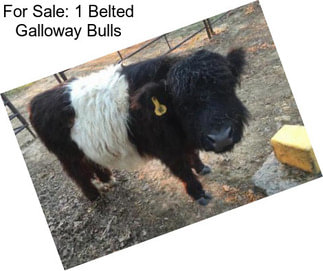 For Sale: 1 Belted Galloway Bulls