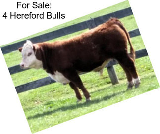 For Sale: 4 Hereford Bulls