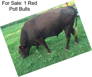 For Sale: 1 Red Poll Bulls