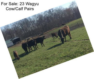 For Sale: 23 Wagyu Cow/Calf Pairs