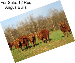 For Sale: 12 Red Angus Bulls