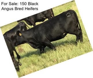 For Sale: 150 Black Angus Bred Heifers