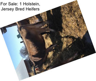 For Sale: 1 Holstein, Jersey Bred Heifers