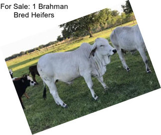 For Sale: 1 Brahman Bred Heifers