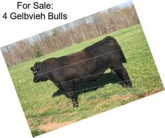 For Sale: 4 Gelbvieh Bulls