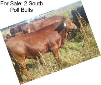 For Sale: 2 South Poll Bulls