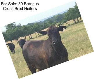 For Sale: 30 Brangus Cross Bred Heifers