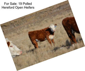 For Sale: 19 Polled Hereford Open Heifers