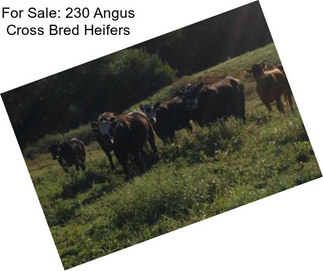 For Sale: 230 Angus Cross Bred Heifers