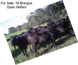 For Sale: 16 Brangus Open Heifers