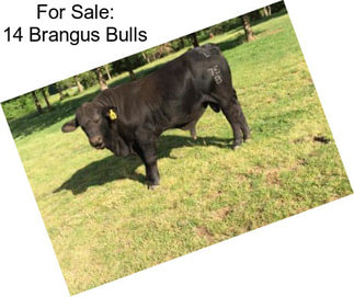 For Sale: 14 Brangus Bulls