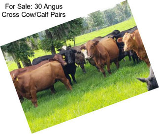For Sale: 30 Angus Cross Cow/Calf Pairs
