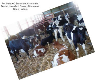 For Sale: 60 Brahman, Charolais, Dexter, Hereford Cross, Simmental Open Heifers