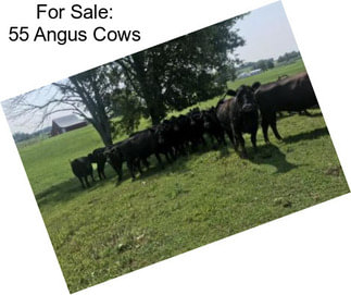 For Sale: 55 Angus Cows