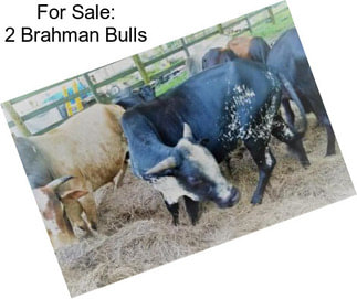 For Sale: 2 Brahman Bulls