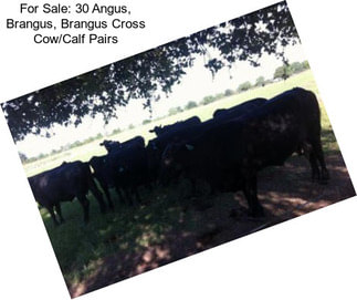 For Sale: 30 Angus, Brangus, Brangus Cross Cow/Calf Pairs