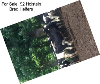 For Sale: 92 Holstein Bred Heifers
