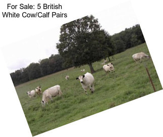 For Sale: 5 British White Cow/Calf Pairs