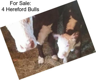 For Sale: 4 Hereford Bulls