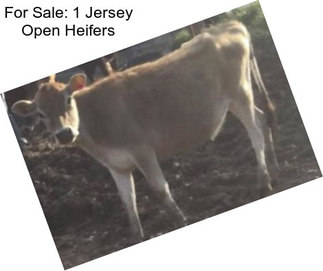 For Sale: 1 Jersey Open Heifers