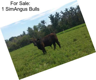 For Sale: 1 SimAngus Bulls