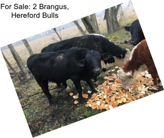 For Sale: 2 Brangus, Hereford Bulls