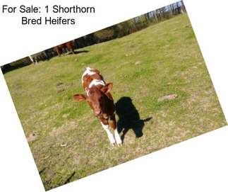 For Sale: 1 Shorthorn Bred Heifers