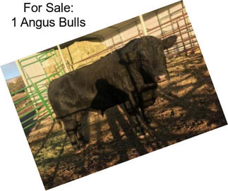 For Sale: 1 Angus Bulls