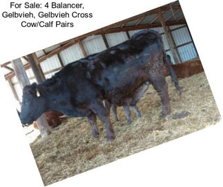 For Sale: 4 Balancer, Gelbvieh, Gelbvieh Cross Cow/Calf Pairs