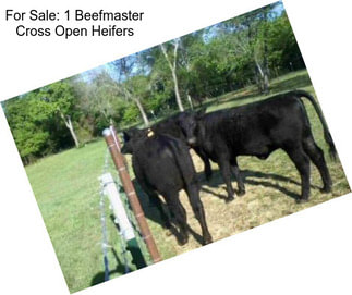 For Sale: 1 Beefmaster Cross Open Heifers