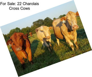 For Sale: 22 Charolais Cross Cows