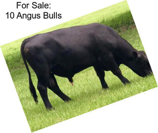 For Sale: 10 Angus Bulls