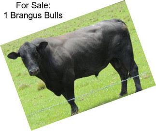 For Sale: 1 Brangus Bulls