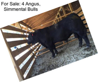 For Sale: 4 Angus, Simmental Bulls