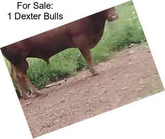 For Sale: 1 Dexter Bulls