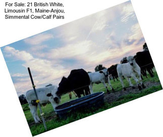 For Sale: 21 British White, Limousin F1, Maine-Anjou, Simmental Cow/Calf Pairs