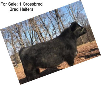 For Sale: 1 Crossbred Bred Heifers