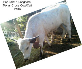 For Sale: 1 Longhorn, Texas Cross Cow/Calf Pairs