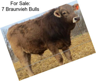 For Sale: 7 Braunvieh Bulls