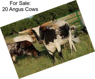 For Sale: 20 Angus Cows