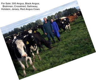 For Sale: 300 Angus, Black Angus, Brahman, Crossbred, Galloway, Holstein, Jersey, Red Angus Cows