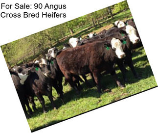 For Sale: 90 Angus Cross Bred Heifers