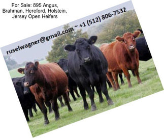 For Sale: 895 Angus, Brahman, Hereford, Holstein, Jersey Open Heifers
