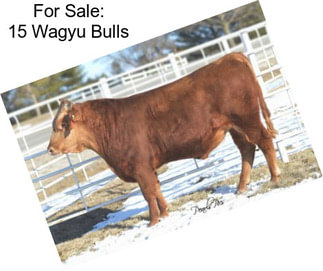 For Sale: 15 Wagyu Bulls