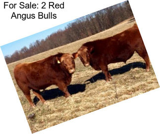 For Sale: 2 Red Angus Bulls