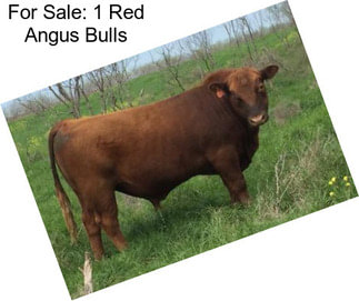 For Sale: 1 Red Angus Bulls