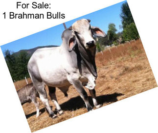 For Sale: 1 Brahman Bulls