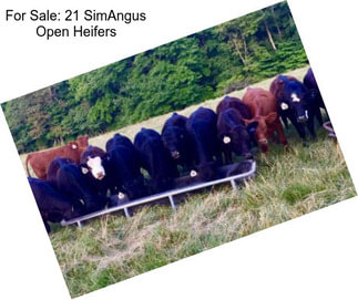 For Sale: 21 SimAngus Open Heifers